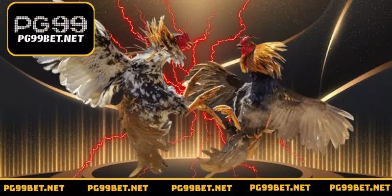 Quy định về chiến kê tham gia đá gà cựa dao