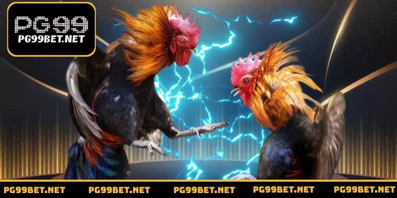 Giống Mỹ lai thường được dùng trong chọi kê cựa dao