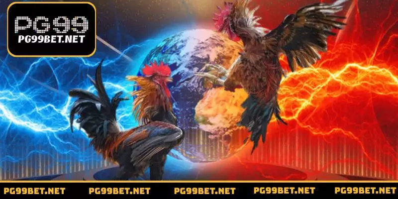 Hình thức chọi gà cựa dao kịch tính từng giây phút