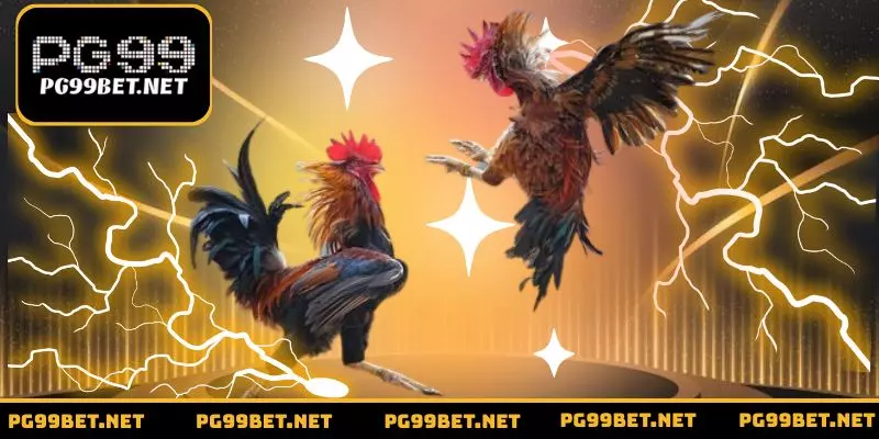 Lý do bạn nên chọn trải nghiệm tại trường gà Thomo